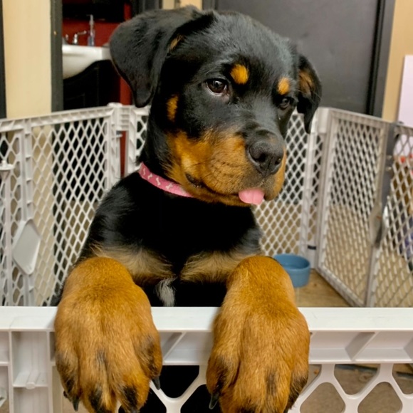 Meet your Posher, Ben - Picture 5 of 7